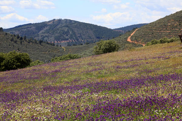 Landschap Monfragü bij Villarreal de San Carlos